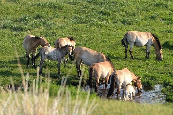 1 Day Semi-Gobi Tour Including Lunch And Free Camel +Bonus Khustai National Park - Khustai National Park and the search for Przewalski horses