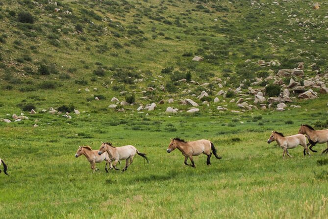 1 Day Semi-Gobi Tour Including Lunch And Free Camel +Bonus Khustai National Park - What the $168.78 price really buys you