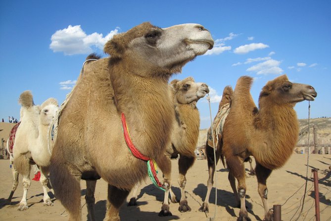 2 day Central Mongolia - Hustai National Park and the wild horses question