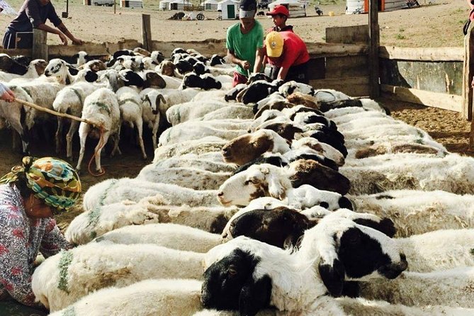 2D,1N Gobi desert and Old city Kharkhorum stay with Nomadic family - Sleeping in a ger with a nomadic family