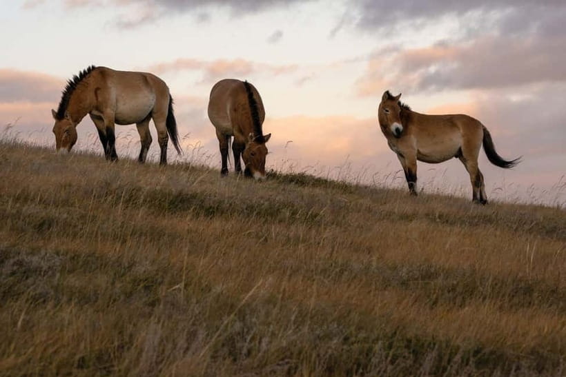 4 Days Central Mongolia-Amazing experiece - Who will enjoy this four-day route