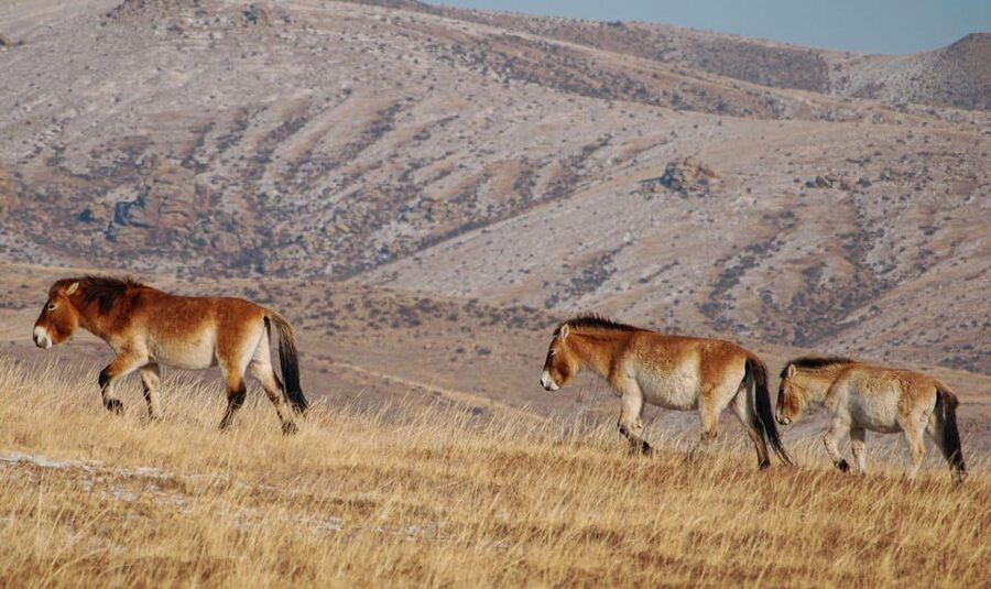 4 Days Central Mongolia-Amazing experiece - Should you book the Central Mongolia experience?