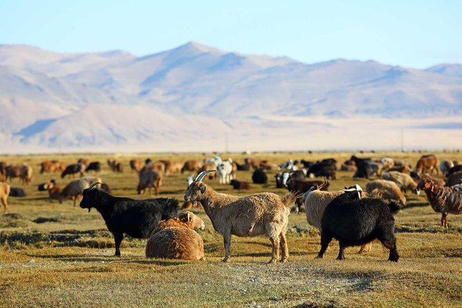 4 Days Tour: Central Mongolia - Why four days works for Central Mongolia