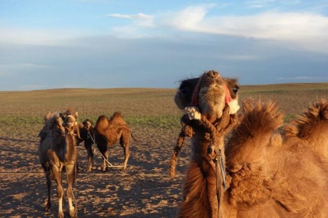 7 days Great Gobi Tour - Day 1: Granite country at Ikh Gazriin Chuluu