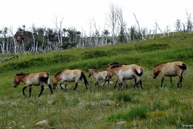 Day Tour of Hustai National Park - Leaving Ulaanbaatar for the open steppe