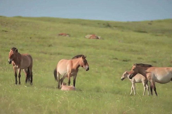 Day Tour of Hustai National Park - Who will enjoy this day trip most?