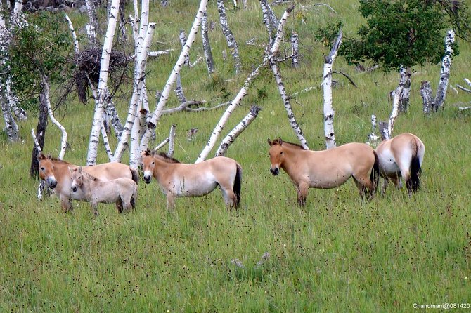Day Tour of Hustai National Park - Practical details that improve the day