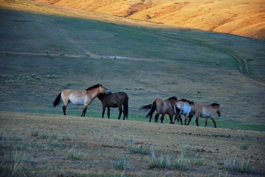 Day tour to Hustai national park - Entering Hustai National Park
