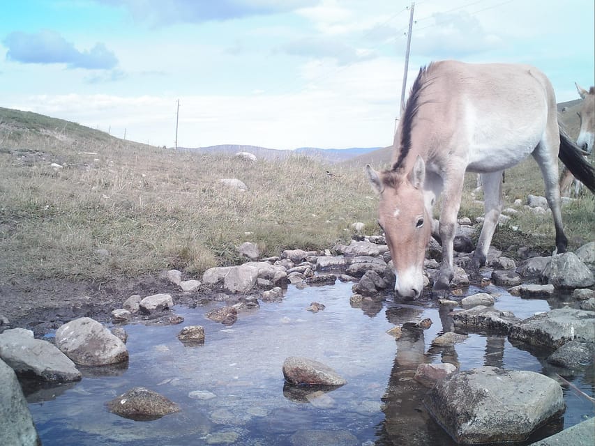 Day tour to Hustai national park - Finding Przewalski’s horses at a distance