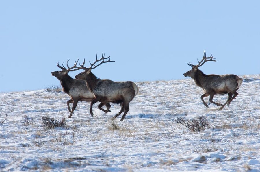 Day tour to Hustai national park - Deer, marmots, birds, and seasonal flowers