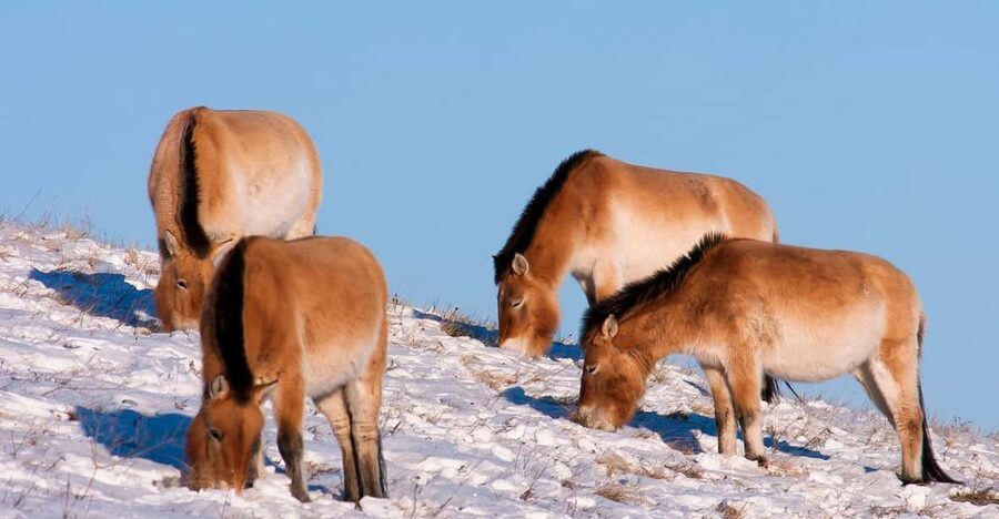 Day tour to Hustai national park - Who will enjoy this tour most