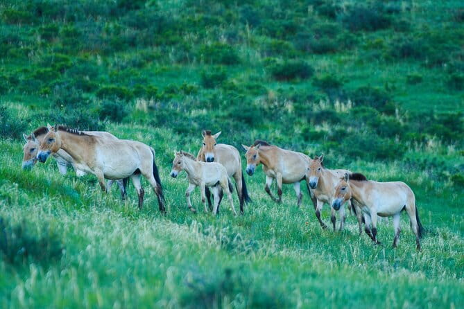 Essence of Mongolia 5 Days - Day 3: Ruined temples, Khogno Khaan, and Elsen Tasarkhai