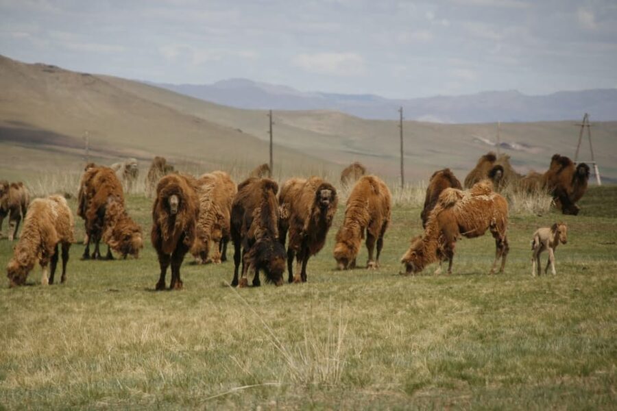 From Ulaanbaatar: Day Trip to Hustai National Park - Searching the valleys for takhi
