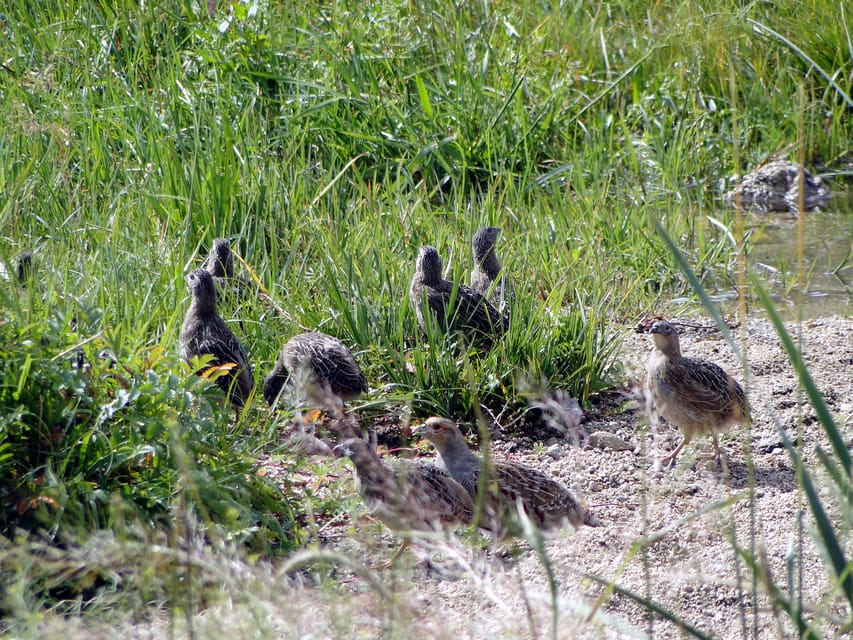 From Ulaanbaatar: Day Trip to Hustai National Park - Guides can make or break the experience