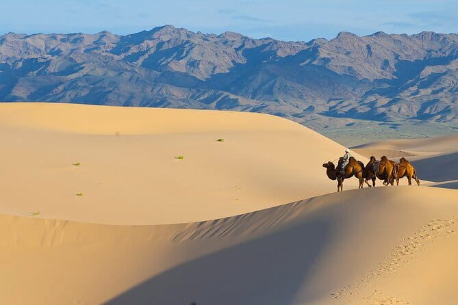 Gobi tour Mongolia 7 Days - Day 6: Bayanzag, saxaul, and dinosaur country