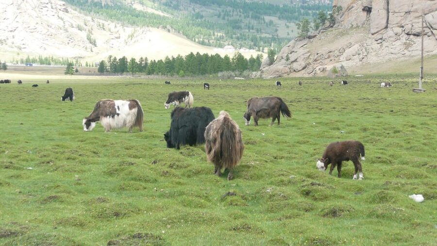 Guided Day Tour Terelj National Park Chinggis Khaan Statue - Key Points to Know Before Booking