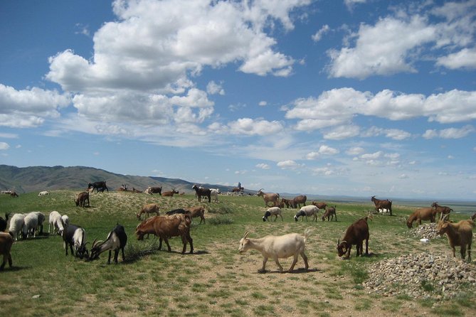 Mini Gobi and the ancient capital Kharkhorin - 4 days - Bactrian camels and the final ride back