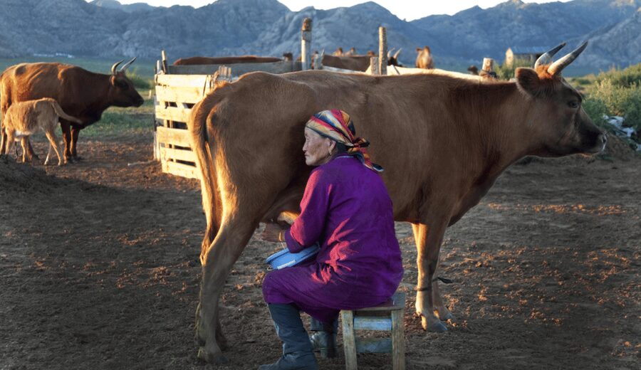 MONGOLIAN NOMADS: 2-Day Horse Trekking & Cow Milking Tour - What the $369 price really covers