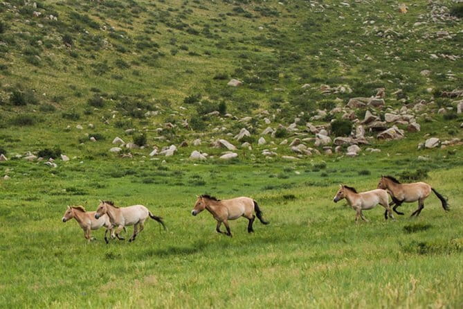 Private Full-Day Cycling Tour from Ulaanbaatar - The easier return across the open valley