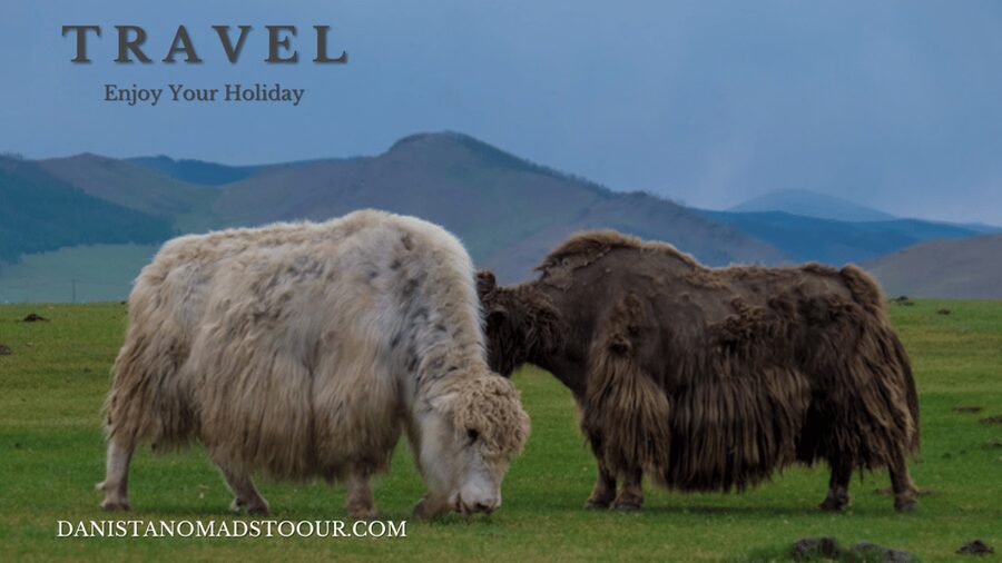 Terelj ,Khar khorum ,Horse ride , Camel ride , Monastery - Booking flexibility and group size