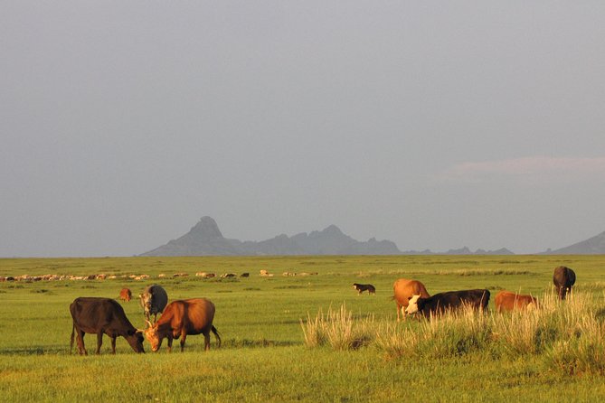 The Best of Central Mongolia Tour in 5 Days - Bagana’s role and the private-tour advantage