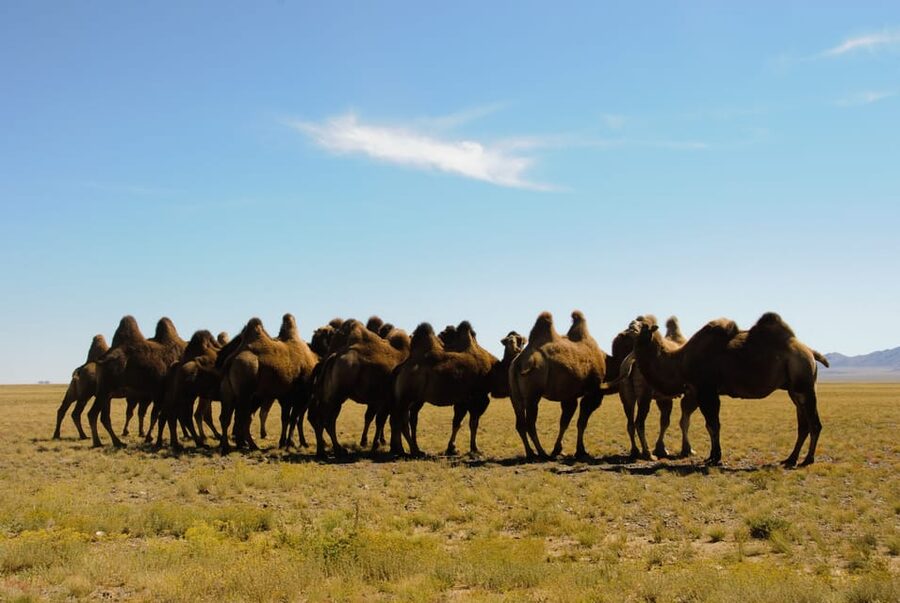 Ulaanbaatar: Semi-Gobi Desert Day Trip & Camel Ride - Walking through the Semi-Gobi dunes