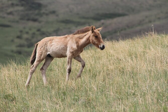 Wildlife Watching Day Tour at Hustai National Park - Key points to know before you book
