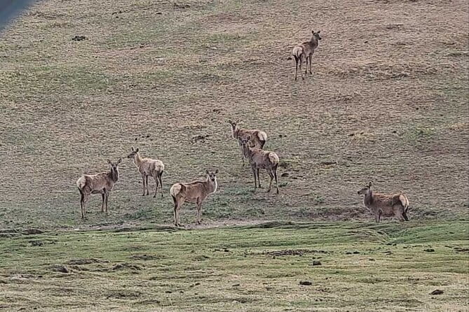 Wildlife Watching Day Tour at Hustai National Park - The 7:00 am pickup and road to the park