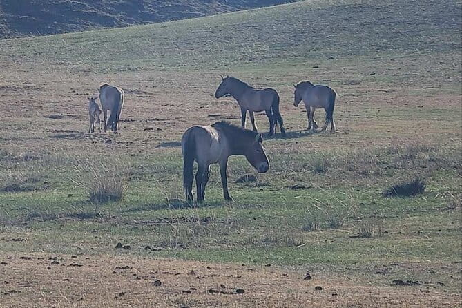Wildlife Watching Day Tour at Hustai National Park - The information center gives the animals context